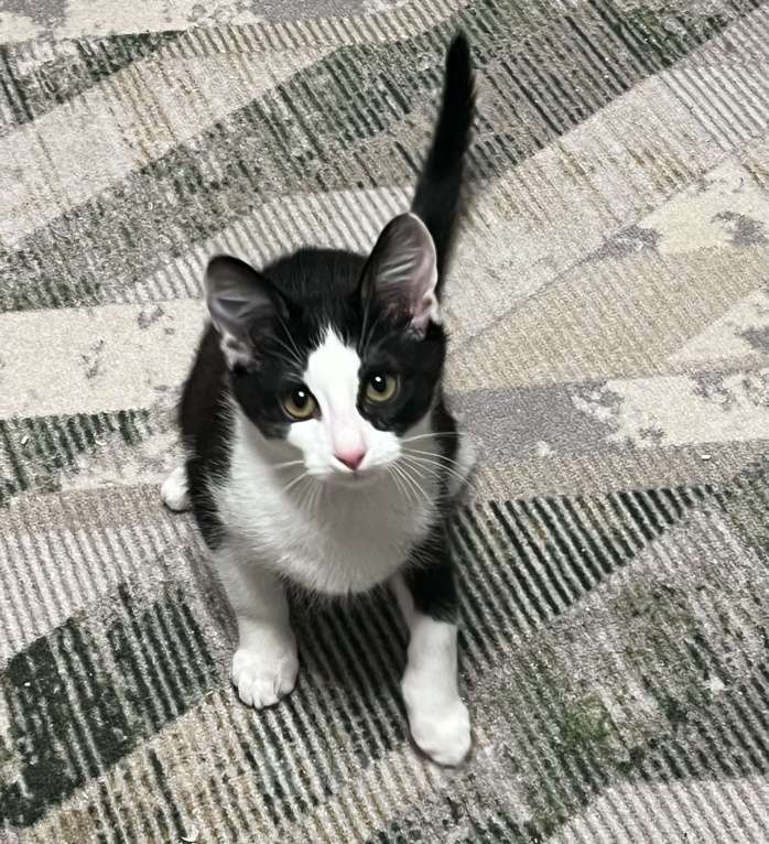 Кошки в других городах Московской области: Мальчик Филя 3 месяца Мальчик, Бесплатно - фото 6