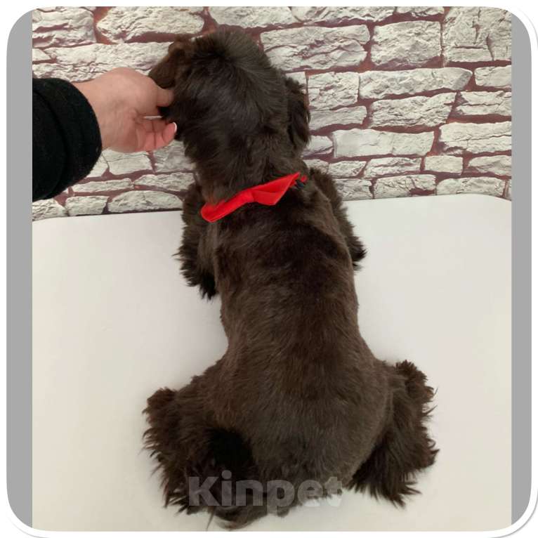 Собаки в Москве: Йорк горький шоколад девочка взрослая крупная Девочка, 49 000 руб. - фото 9