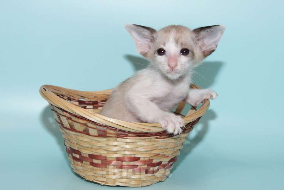 Кошки в Москве: Ориентал на вязку Мальчик, 8 000 руб. - фото 7