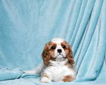 Собаки в Москве: Мальчик Кавалер Кинг Чарльз Спаниель Мальчик, 70 000 руб. - фото 1