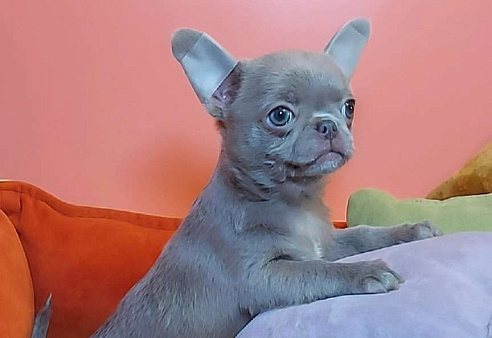 Мальчик лиловый к/ш