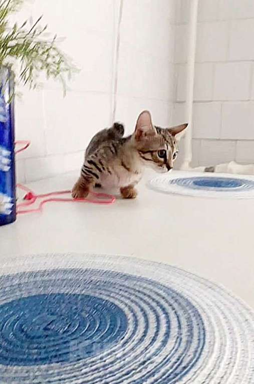 Кошки в Москве: Котенок Манчкин коротколапый Мальчик, Бесплатно - фото 3