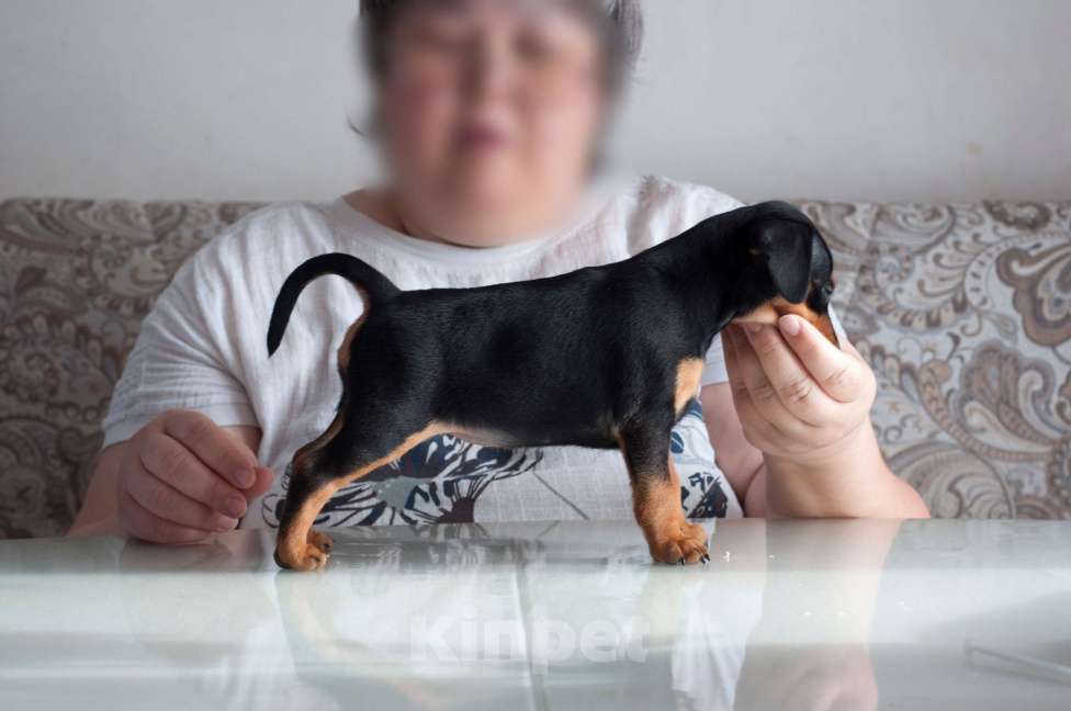 Собаки в Набережных Челнах: Щенок цвергпинчера Девочка, Бесплатно - фото 3