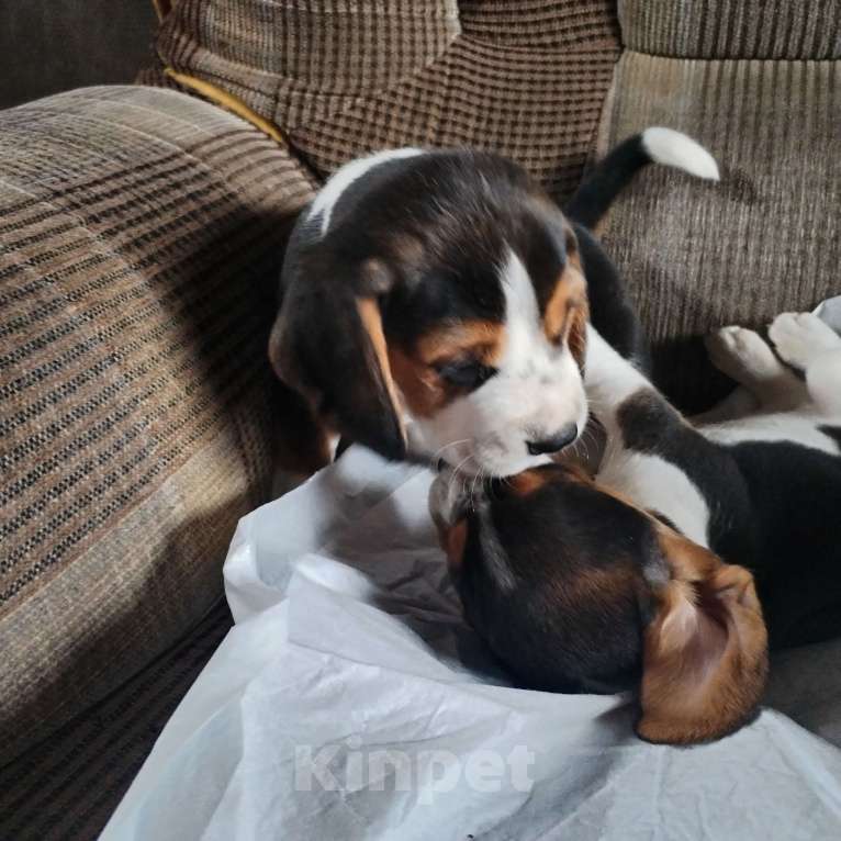 Собаки в Казани: Щенки бигля Мальчик, 28 000 руб. - фото 2