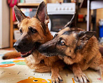 Собаки в Москве: В поисках семьи Девочка, Бесплатно - фото 3