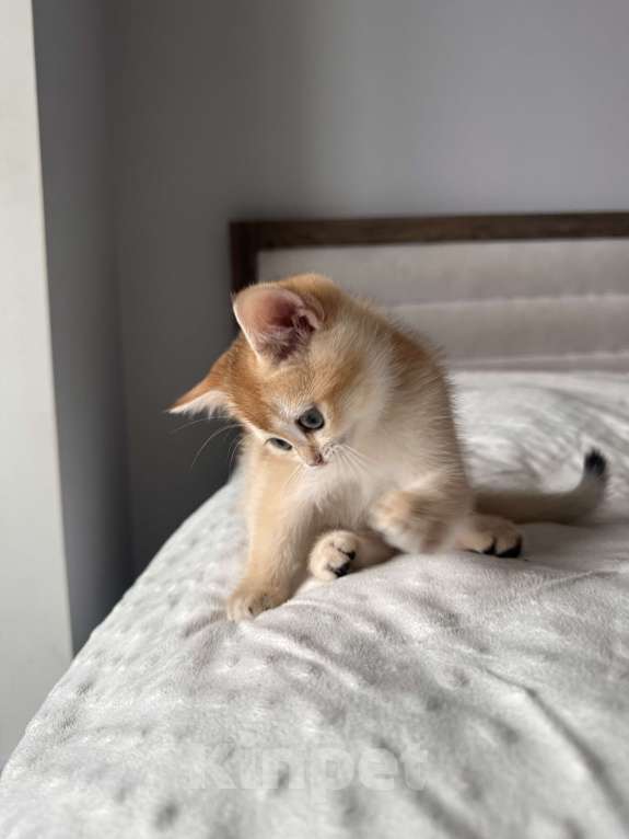 Кошки в других городах Московской области: Британская золотая шиншилла Ny11, ny12 Мальчик, 45 000 руб. - фото 5