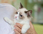 Кошки в Москве: Котёнок Пиксель - голубоглазый красавец в добрые руки  Мальчик, Бесплатно - фото 2