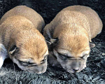 Собаки в Дзержинске: Маленькие и средние щенки., 35 000 руб. - фото 2