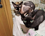 Кошки в Теберде: Котята, 8 000 руб. - фото 1