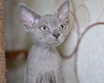 Кошки в Ливны: Котята Девон Рекс элитные, 20 000 руб. - фото 2