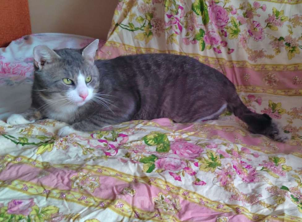 Кошки в Санкт-Петербурге: Абсолютно социализированный котик Феденька ищет родителей! Мальчик, Бесплатно - фото 3