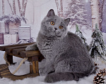 Кошки в Санкт-Петербурге: Голубая британская плюшечка Девочка, 40 000 руб. - фото 5