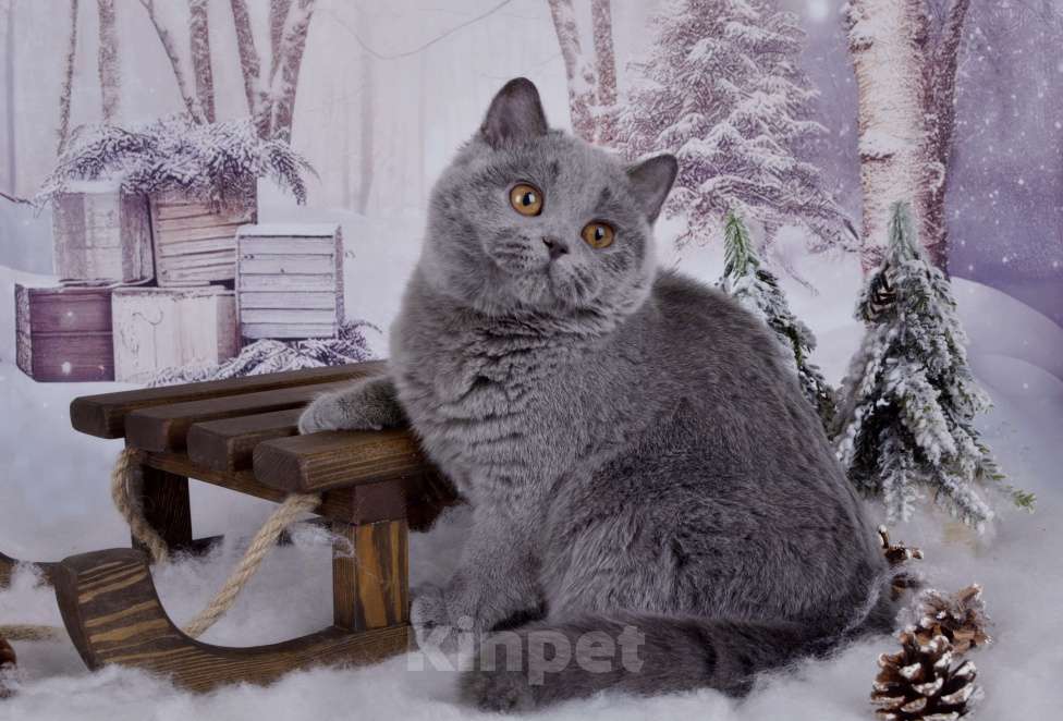 Кошки в Санкт-Петербурге: Голубая британская плюшечка Девочка, 40 000 руб. - фото 5