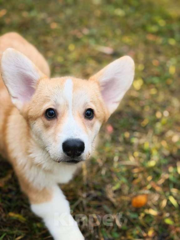 Собаки в Санкт-Петербурге: Красавица малышка ищет любящих мампап. Девочка, 45 000 руб. - фото 2