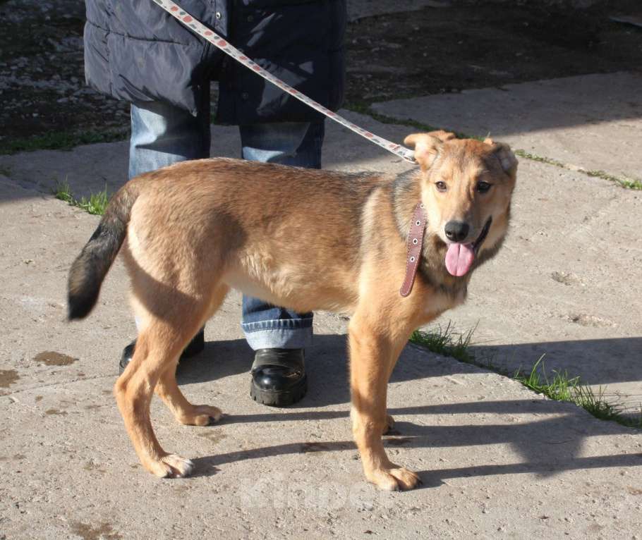 Собаки в Москве: Молоденькая ласкушечка Ариша в самые добрые руки  Девочка, Бесплатно - фото 5