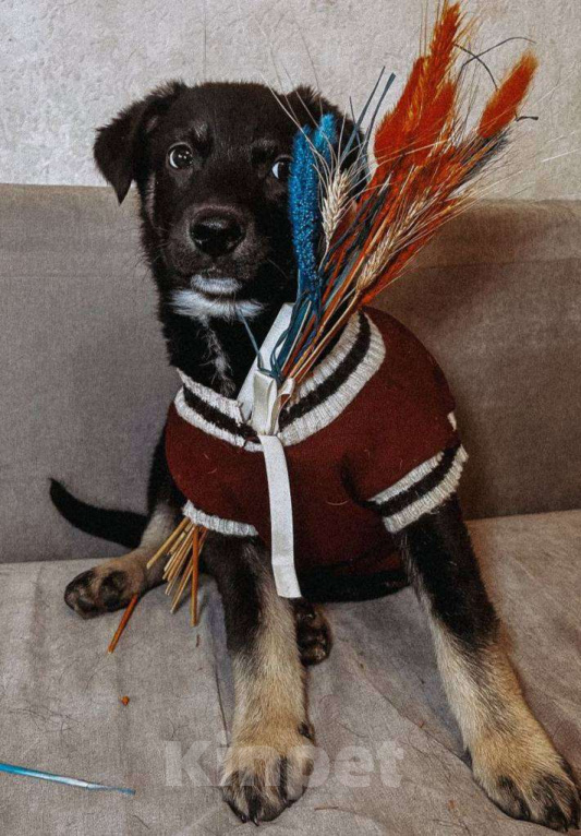 Собаки в Королеве: Джерри! Солнечный Джерри!) Мальчик, Бесплатно - фото 1