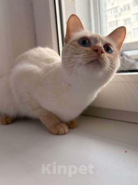 Кошки в Краснодаре: Кошечка в добрые руки Девочка, 1 000 руб. - фото 2