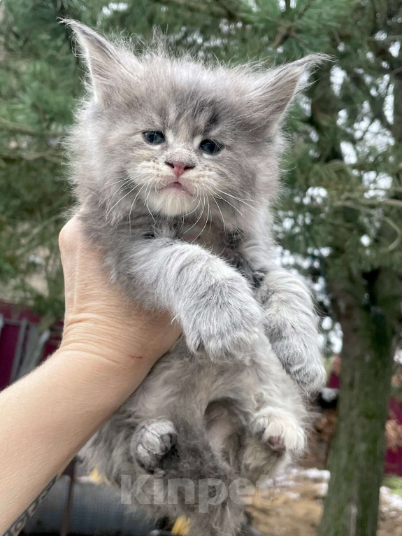 Кошки в других городах Ленинградской области: Мейн кун котенок Девочка, 50 000 руб. - фото 1