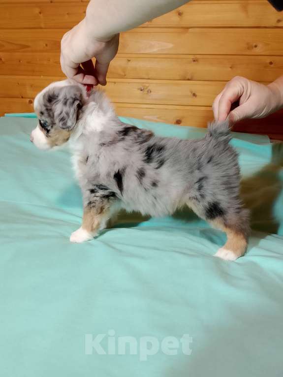 Собаки в других городах Ленинградской области: Щенок миниатюрной американской овчарки Мальчик, Бесплатно - фото 4