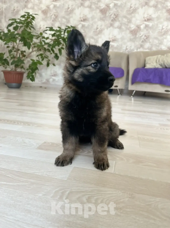 Собаки в Москве: Щенки немецкой овчарки рабочего разведения Мальчик, 50 000 руб. - фото 6