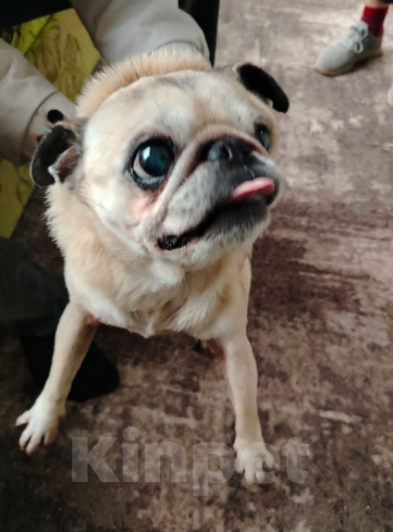 Собаки в Симферополе: Мопс крошка девочка ищет семью  Девочка, Бесплатно - фото 2