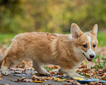 Собаки в Москве: Вельш корги пемброк, девочка Девочка, 70 000 руб. - фото 5