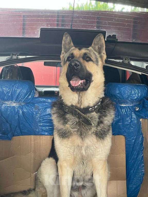 Собаки в других городах Крыма: Породистые щенки от чемпиона России Мальчик, 60 000 руб. - фото 2