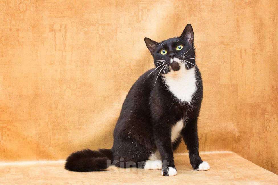 Кошки в Москве: Уютная Яся, хранительница очага Девочка, Бесплатно - фото 3