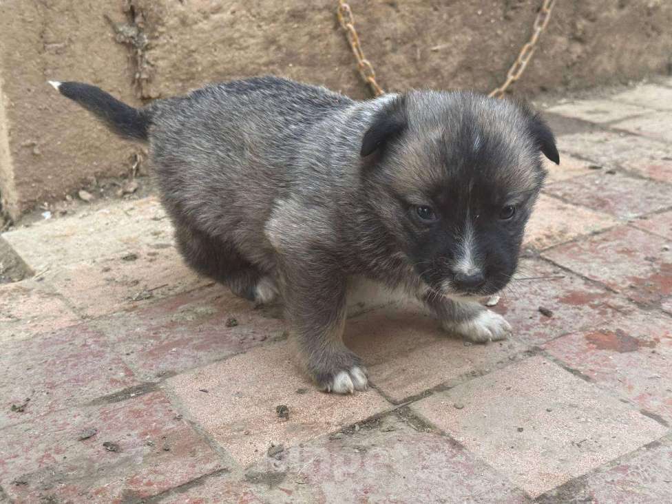 Собаки в других городах Крыма: Отдам 5 щенков в добрые руки / Крым, Нижнегорский р-н Разнополые, Бесплатно - фото 4