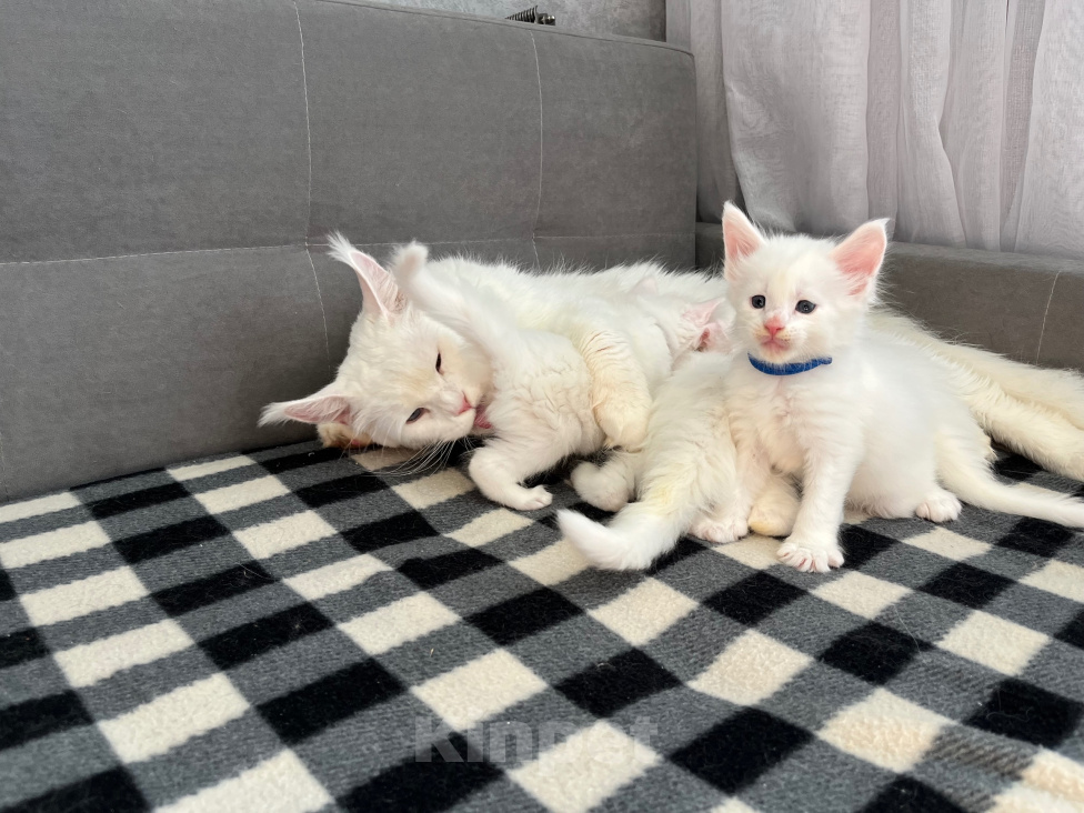 Кошки в Томске: Котята Мейн-кун Разнополые, 15 000 руб. - фото 6