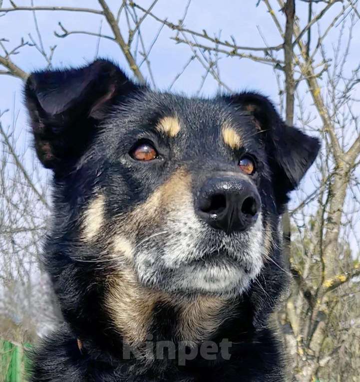 Собаки в Москве: Умный, верный, ласковый пес Жорж ищет дом Мальчик, Бесплатно - фото 6