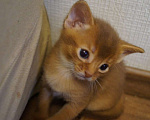 Кошки в Самаре: Абиссинские котята Девочка, 25 000 руб. - фото 3