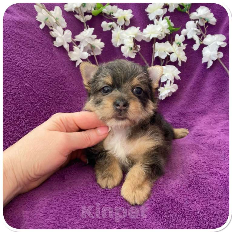 Собаки в Москве: Йорк мраморный мальчик крупный стандарт с зелёно голубыми глазами Мальчик, 60 000 руб. - фото 8