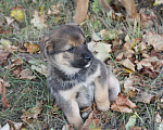 Собаки в Москве: Верный щенок Чак ищет дом Мальчик, Бесплатно - фото 2