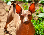 Собаки в Ижевске: Американский голый терьер Девочка, 35 000 руб. - фото 1