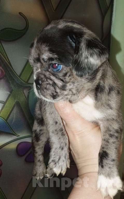 Собаки в Красногорске: Мопсики редких окрасов  Девочка, 70 000 руб. - фото 7