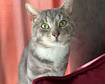 Кошки в Москве: Серый мраморный котик ищет добрые руки Мальчик, Бесплатно - фото 2
