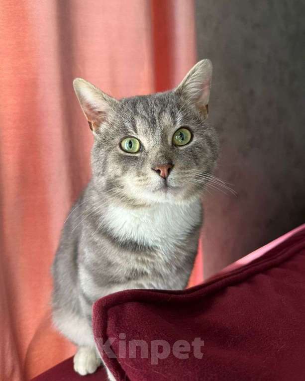 Кошки в Москве: Серый мраморный котик ищет добрые руки Мальчик, Бесплатно - фото 2