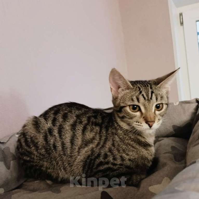 Кошки в Москве: Девочка-подросток Девочка, Бесплатно - фото 7