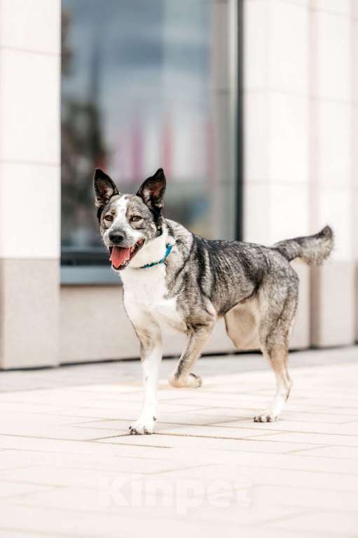 Собаки в Москве: Зажигательный Джаз ищет дом Мальчик, Бесплатно - фото 3