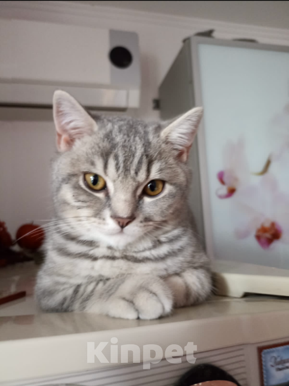 Кошки в Краснодаре: Шотландский Вислоухий-Прямоухий. Мальчик, 2 000 руб. - фото 2