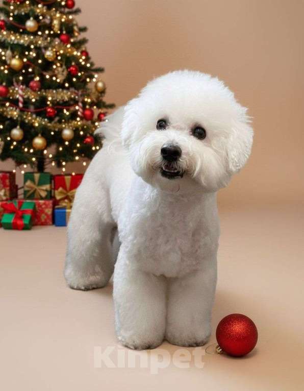 Собаки в Москве: мальчик Мальчик, 100 000 руб. - фото 1