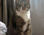 Кошки в Москве: Соня. Кошка, которую предали дважды Девочка, Бесплатно - фото 1