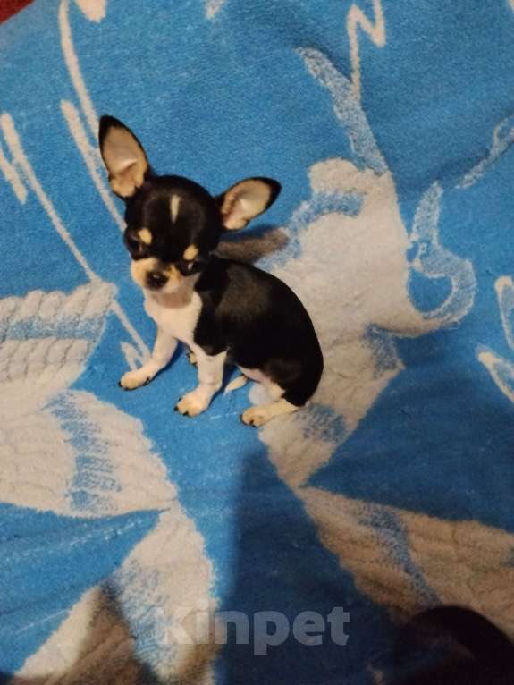 Собаки в Орле: Мини девочка, чихуахуа.  Девочка, 35 000 руб. - фото 2
