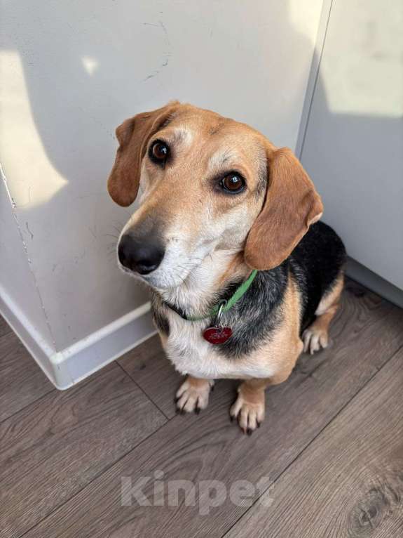 Собаки в Москве: Бигль метис Вуди в добрые руки Мальчик, Бесплатно - фото 2