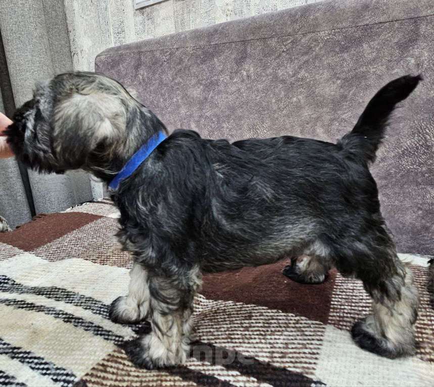 Собаки в Москве: Цвергшнауцер щенки мальчики Мальчик, 63 000 руб. - фото 2