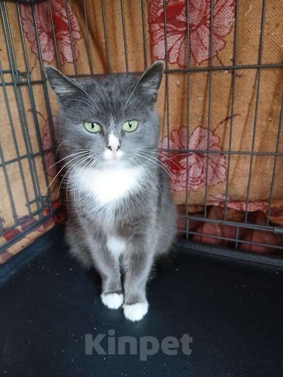 Кошки в Санкт-Петербурге: Кошечка Ева Девочка, 500 руб. - фото 1