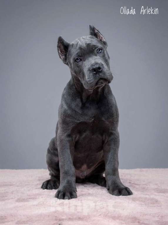 Собаки в Москве: Кане корсо серый мальчик. Мальчик, 100 000 руб. - фото 2