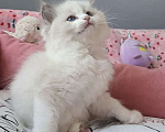 Кошки в Москве: Самый обаятельный котёнок Рэгдолл Мальчик, 95 руб. - фото 5
