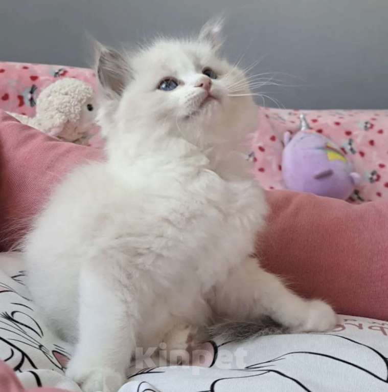 Кошки в Москве: Самый обаятельный котёнок Рэгдолл Мальчик, 95 руб. - фото 5